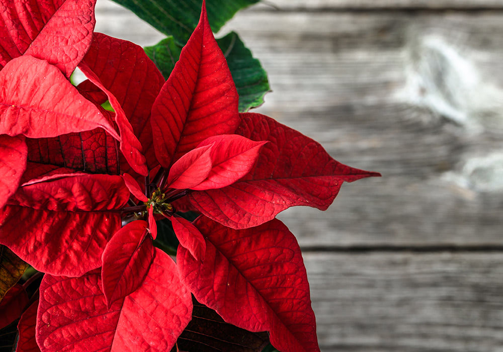 Vibrant red poinsettia leaves rest in a cluster, set against a rustic, weathered wooden background. Green leaves peek through, adding contrast to the striking red foliage.