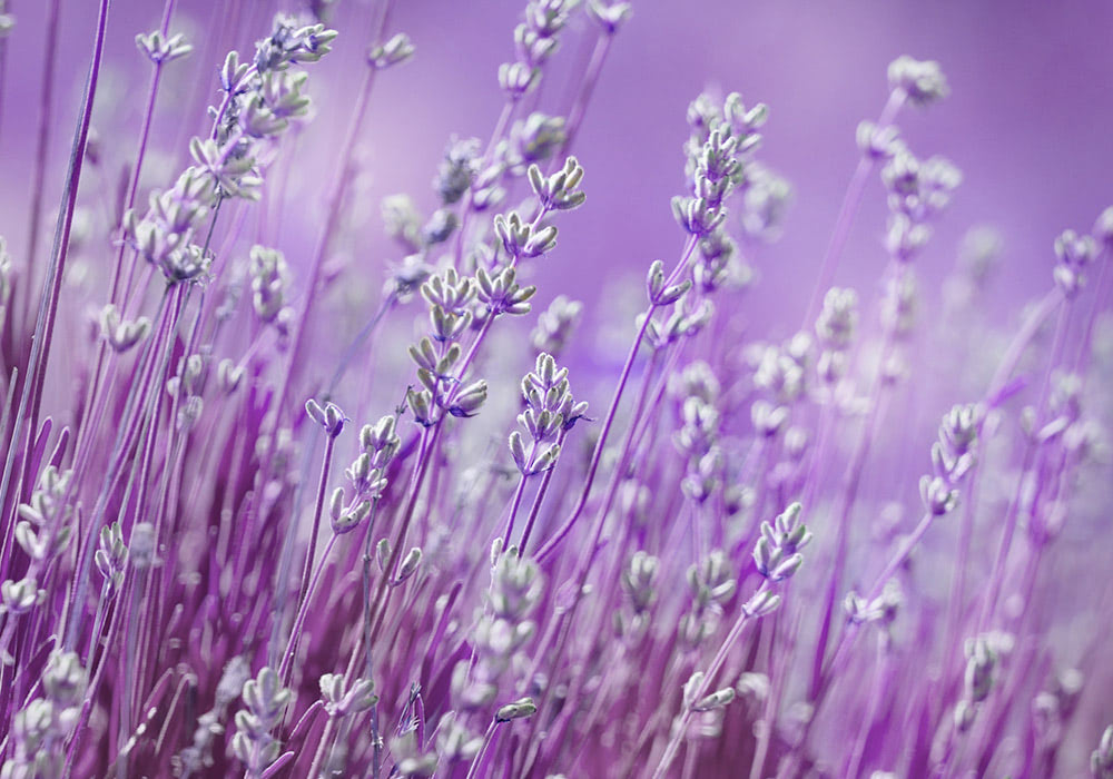 Lavender flowers swaying gently in a field bathed in soft, purple light.