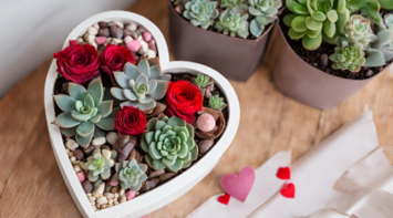 Valentine's Plants & Gifts