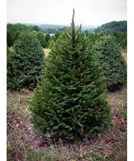 Norway Spruce