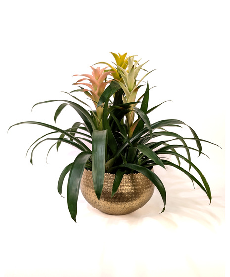 Tropical Paradise - Triple Bromeliad Dish Garden