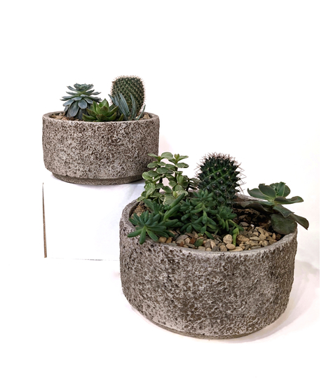 Succa for Succulents - Succulent Garden