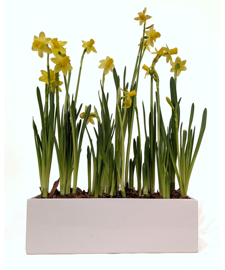 Daffodil Daydreams - Blooming Daffodil Plants