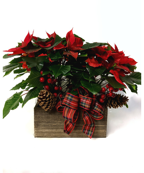 St. Nick's Poinsettias