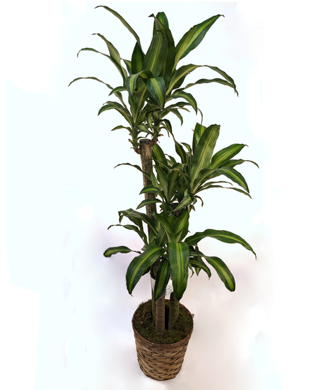 Corn Plant Dracena - Easy Care Floor Plant