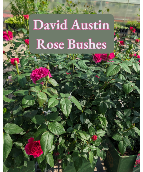 David Austin Rose Bush - Variety Will Vary