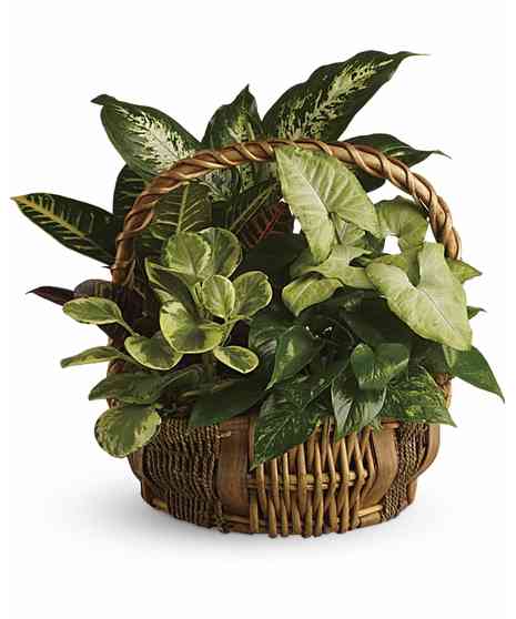 Emerald Garden Basket - Variety of Green Plants