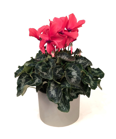 Basket with a flowering cyclamen plant.