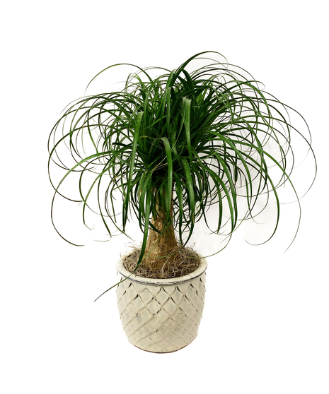 Ponytail Palm