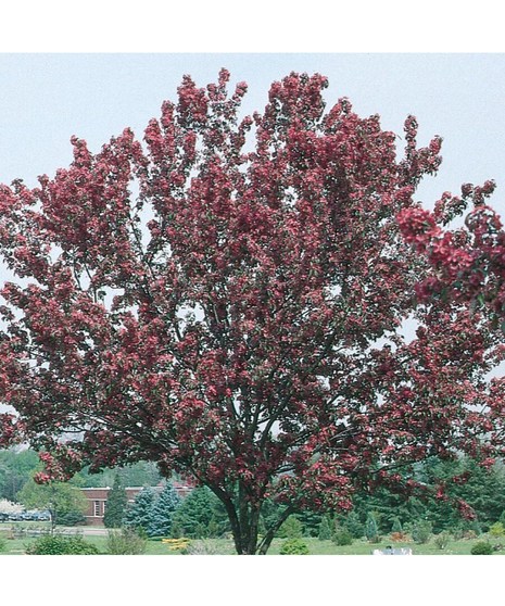 Red Baron Crabapple