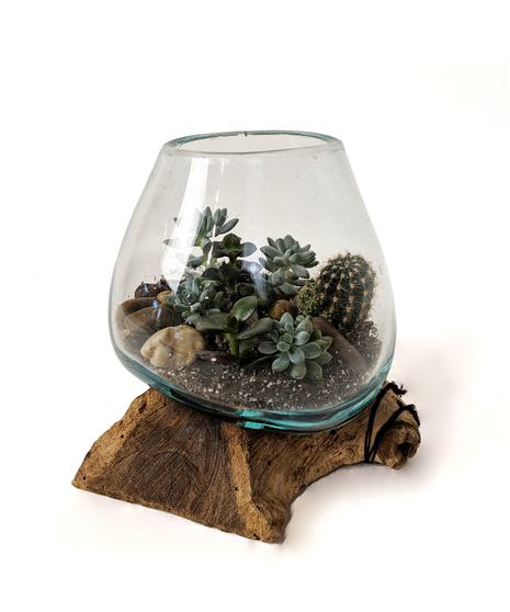 Driftwood Succulent Terrarium