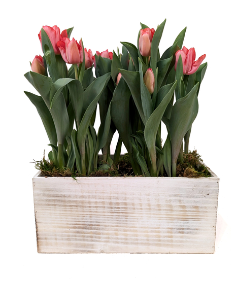 Tuliptasia - Blooming Tulip Plants