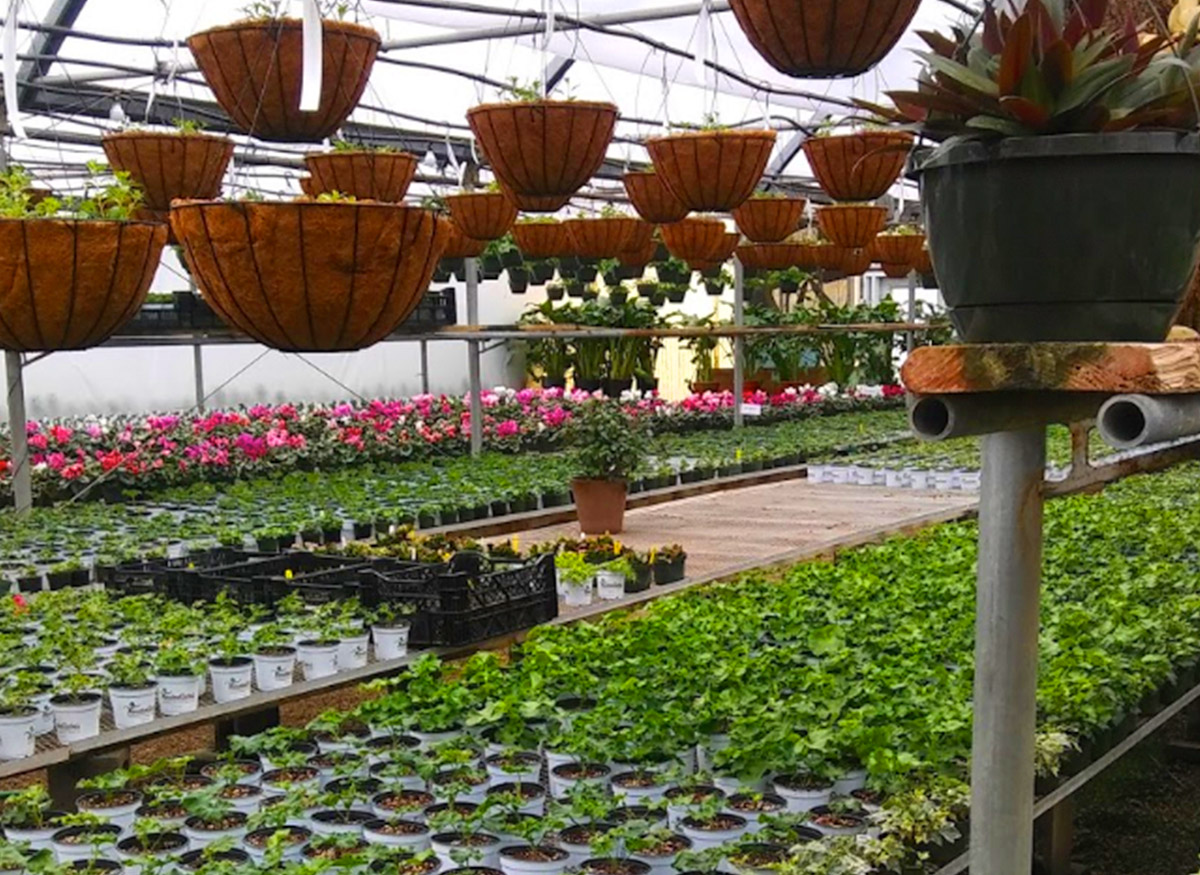 Outdoor flowers and plants on display in our spacious greenhouse